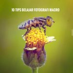 10 Tips Belajar Fotografi Macro